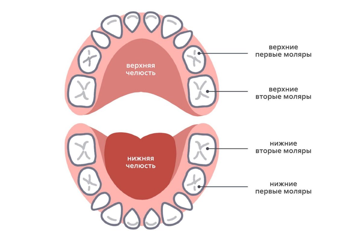 Моляры — какие это зубы у детей?